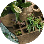 mangeoire et plantes d'intérieur