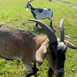 Choupa et Pongo