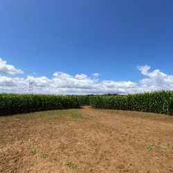 Un été  en Seine & Loing Labymais de la Brie 8 juillet 2025