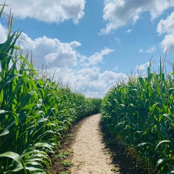 Un été  en Seine & Loing Labymais de la Brie 8 juillet 2025