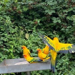 Sortie au zoo de Lumigny du 31/07