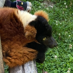 Sortie au zoo de Lumigny du 31/07