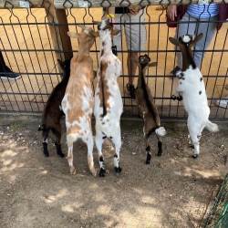 Sortie au zoo de Lumigny du 31/07
