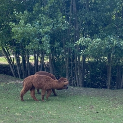 Sortie au zoo de Lumigny du 31/07