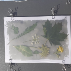 Atelier découverte - Cyanotype botanique