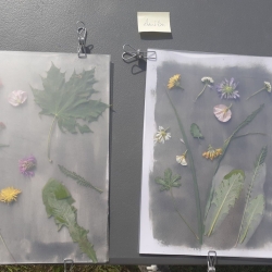 Atelier découverte - Cyanotype botanique