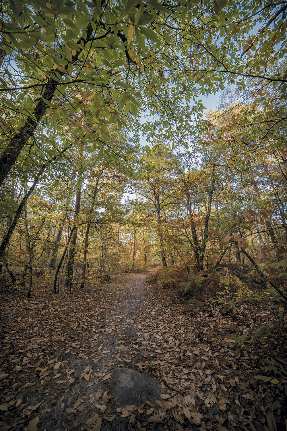 La forêt de Fontainebleau