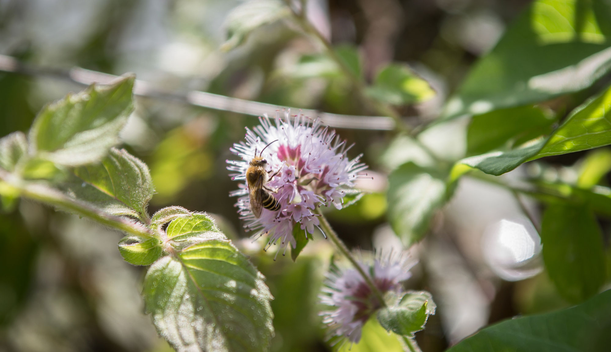 Biodiversité / Natura 2000